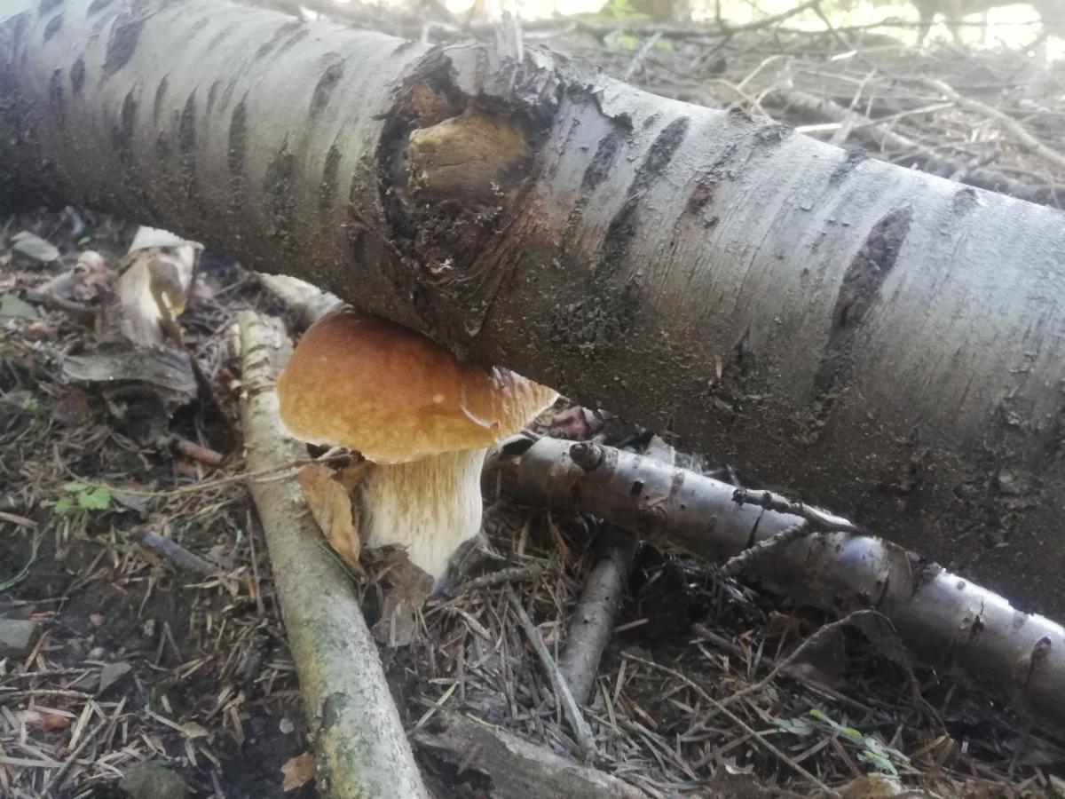 Orlik - Pokoje Goscinne Uscie Gorlickie Esterno foto
