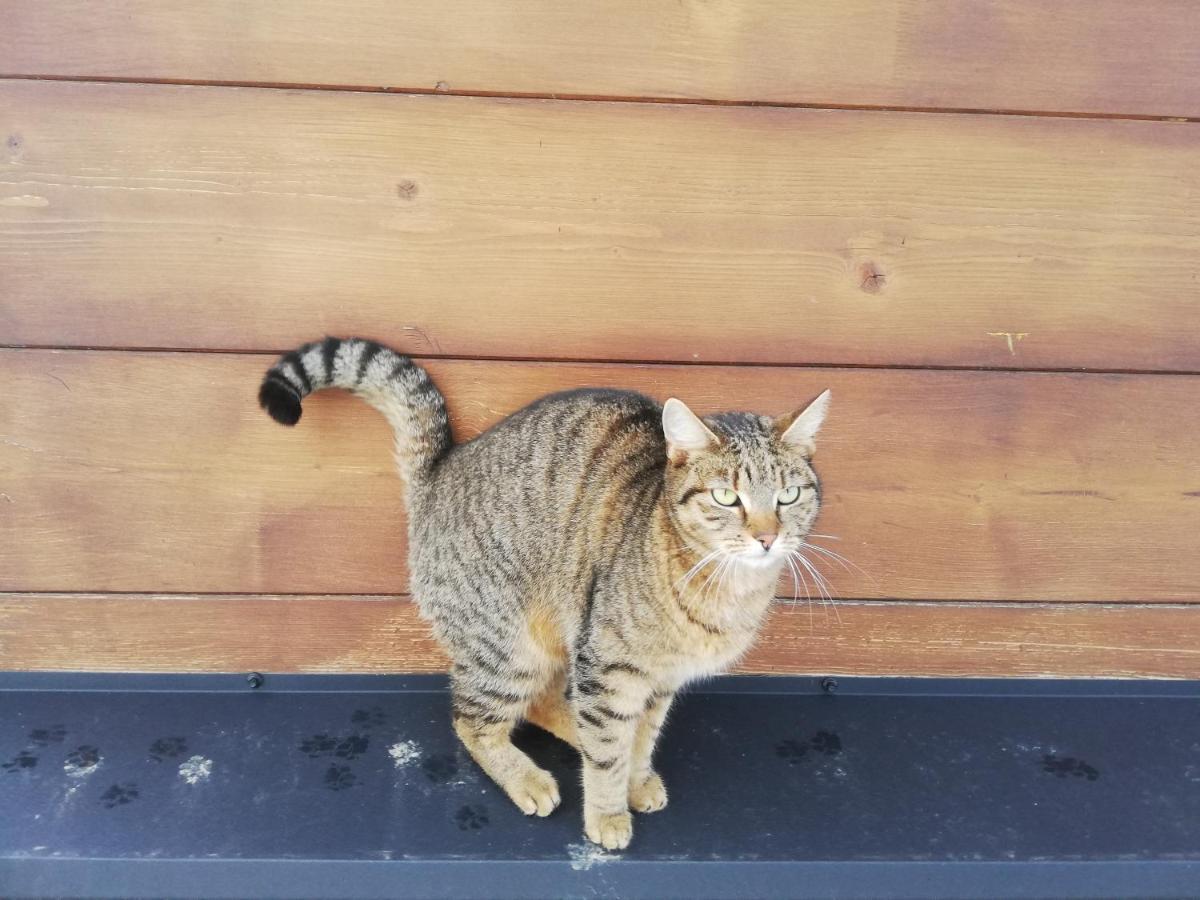 Orlik - Pokoje Goscinne Uscie Gorlickie Esterno foto