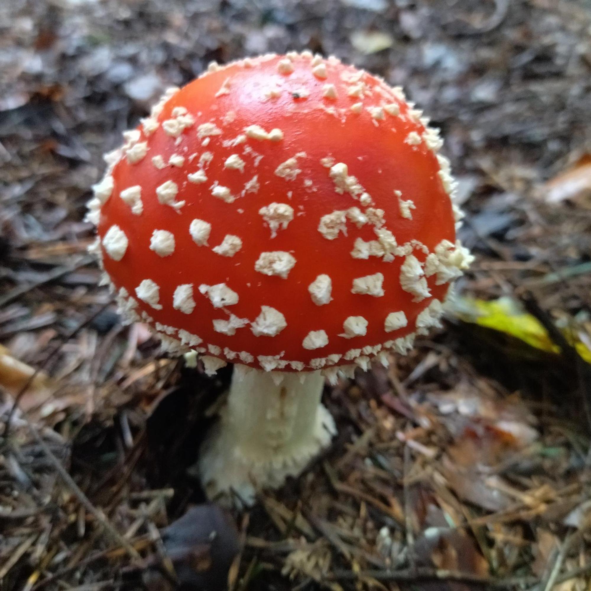 Orlik - Pokoje Goscinne Uscie Gorlickie Esterno foto