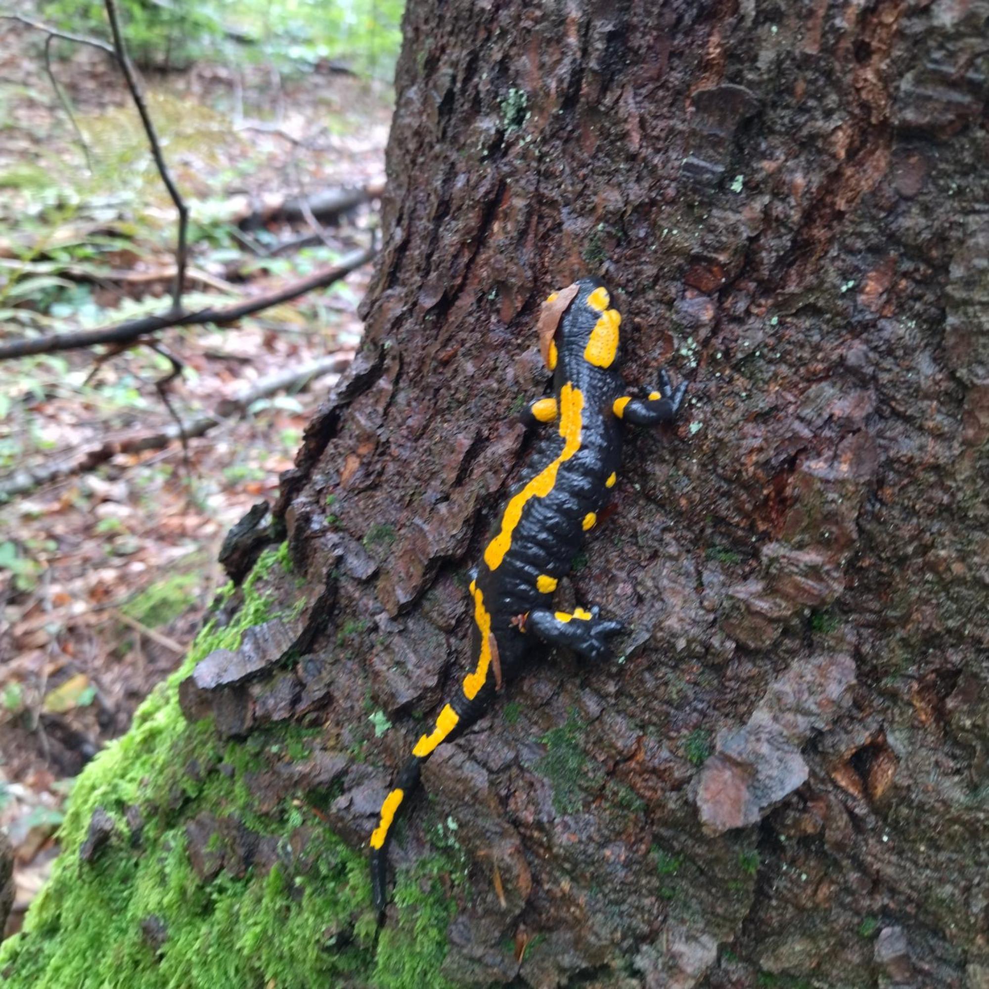 Orlik - Pokoje Goscinne Uscie Gorlickie Esterno foto