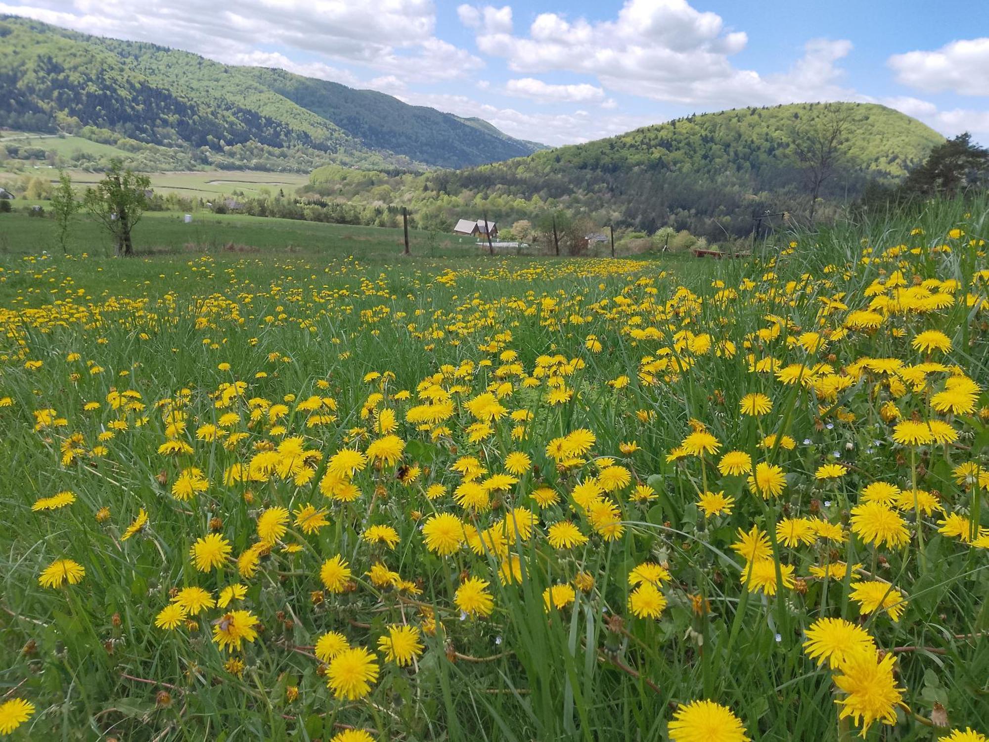 Orlik - Pokoje Goscinne Uscie Gorlickie Esterno foto